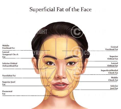 Superficial Fat Pads Of The Face Botox And Filler Injector Anatomy Art Poster Aesthetics