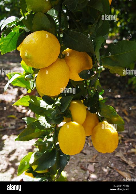 Yellow And Gteen Lemons Hanging On Tree Lemon Blossoms Stock Photo Alamy