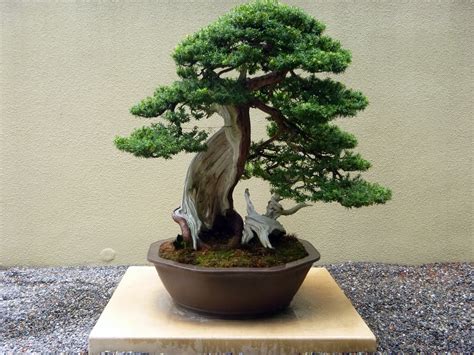 Bonsai Tree Wallpaper For Desktop Pixelstalknet