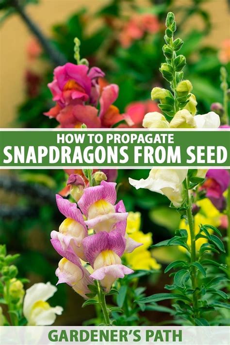 How To Grow Snapdragons From Seed Gardeners Path Snapdragons