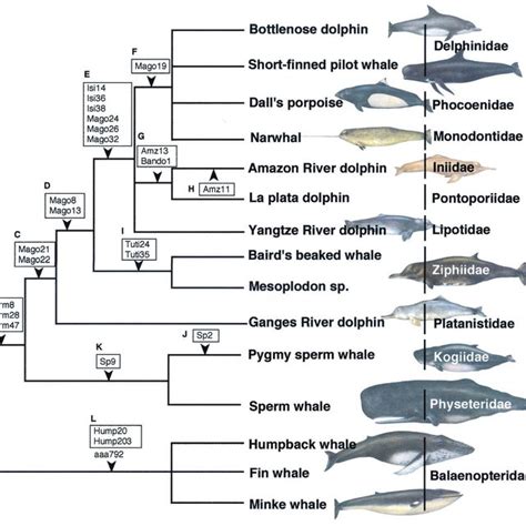 Sperm Whale Classification Telegraph