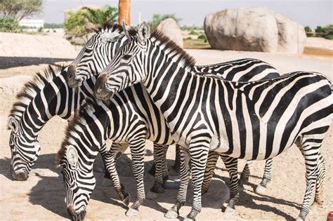 16 Places The Kids Can See Animals In The Uae Kids