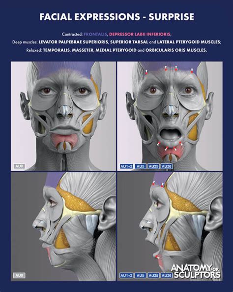Artstation Surprise Facial Expressions Anatomy