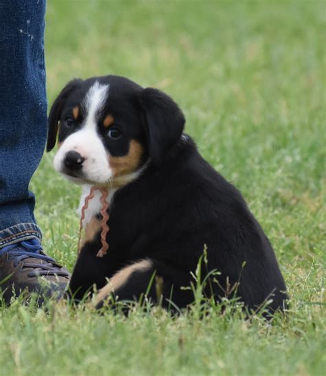 Greater Swiss Mountain And Entlebucher Puppies For Sale In Oklahoma