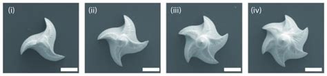 Snake Fang Like Patch Quickly Image Eurekalert Science News Releases