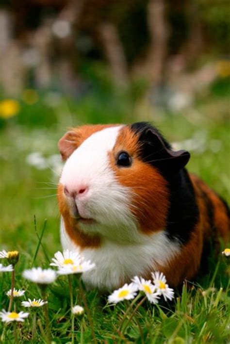 150 Cute Guinea Pig Names For Pairs Colours And More Pethelpful