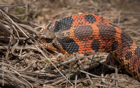 Vibrant Colorful Red Orange Eastern Hognose Snake In Defensive Flared