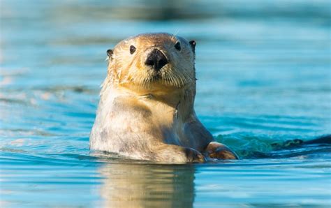 Sea Otters' Powerful Paw Prey Perception - Scientific American