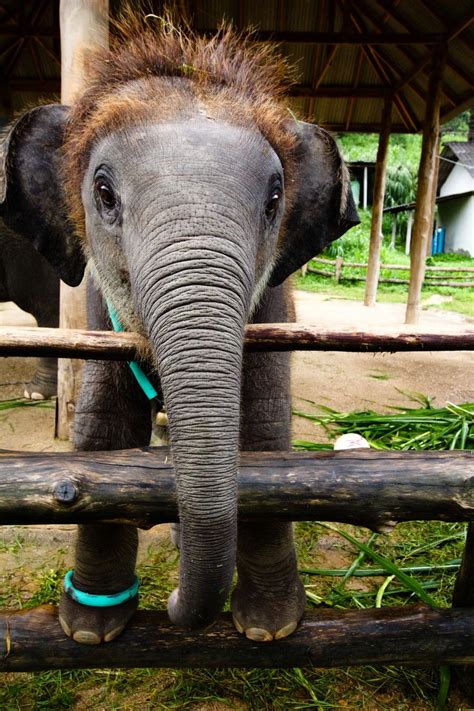 Little Pang Nalinee Elephant Conservation Centre Thailand Baby