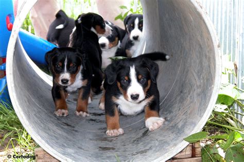 Appenzeller Sennenhund Puppies In The Pipe Photo And Wallpaper