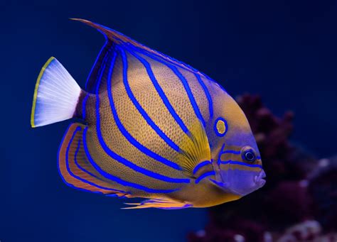 Beautiful Saltwater Fish For Aquariums Livestock Management The