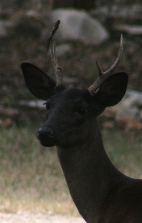 The 25 Best Black Deer Ideas On Pinterest Deer What Is A Stag And