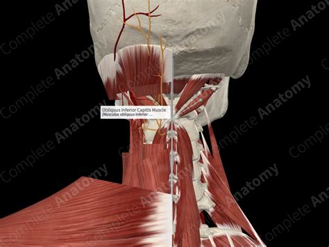 Obliquus Inferior Capitis Muscle Complete Anatomy