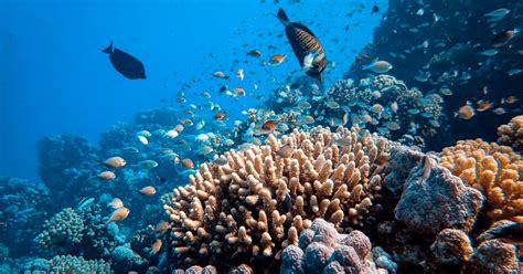 Study Reveals New Human Impact On Coral Reef Health