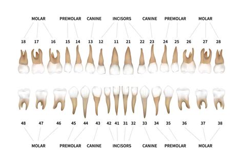 Teeth Names And Numbers Diagram Names Numbers Of Human Teeth