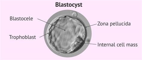 Stucture Of The Blastocyst