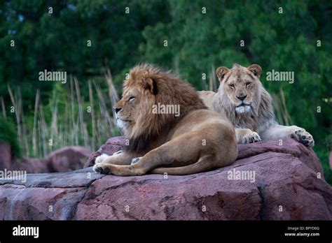 Lion King Of Beast Stock Photo Alamy