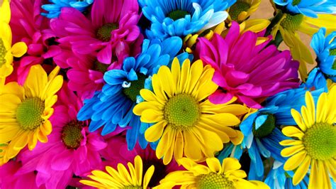 Download Pink Flower Blue Flower Yellow Flower Colorful Colors Flower