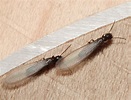 Termite season begins now - Insects in the City