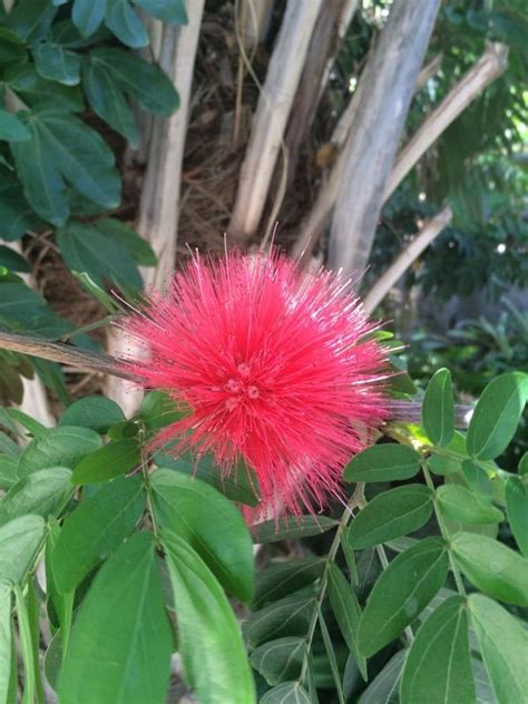 Pink Powder Puff Calliandra Haematocephala This Plant Is A Native Of