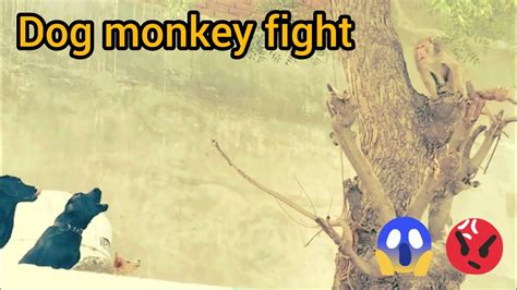 Dogs And Monkey Fight Animals Fight Video Youtube
