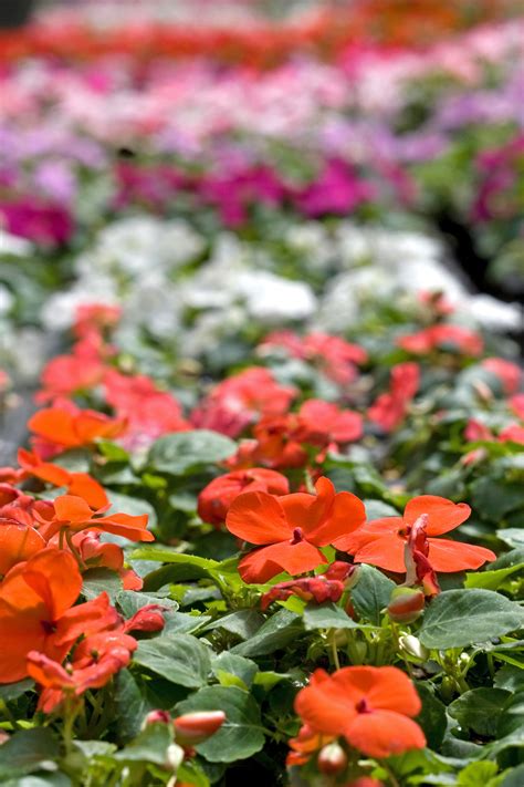 These trailing, colorful shade annuals bloom prolifically in spring and fall, almost covering themselves. Top Annual Flowers to Grow in the Shade | Better Homes ...