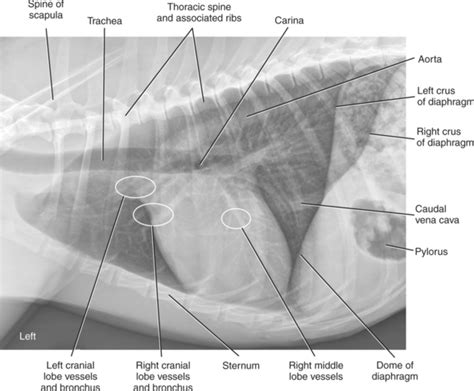 Normal Dog Thorax Radiograph