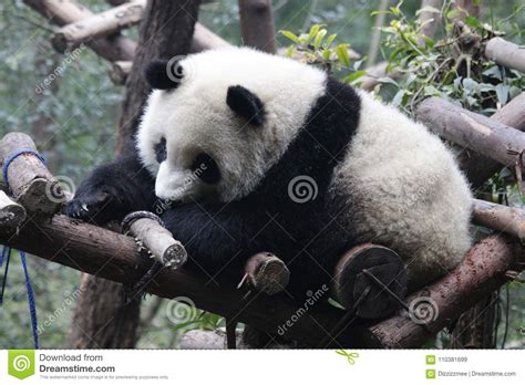 Close Up Panda S Fluffy Face Chengdu China Stock Image Image Of