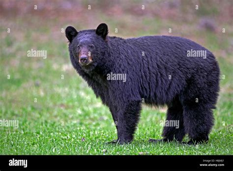 Black Bear Profile