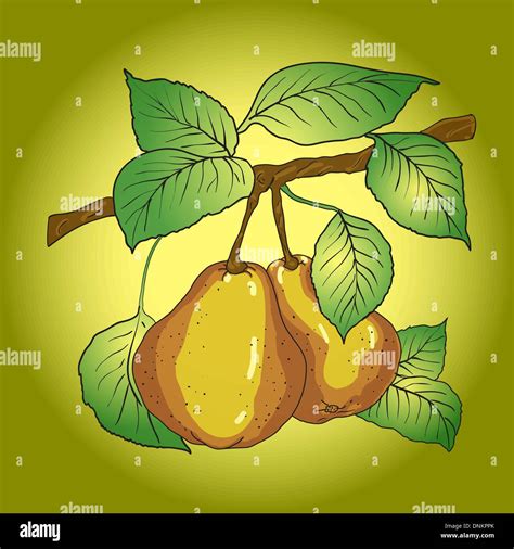 Two Green Pears Stock Vector Images Alamy