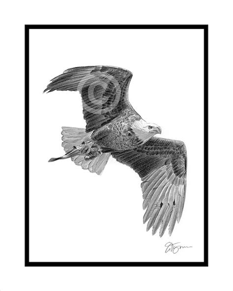 Pencil Drawings Of Eagles Flying