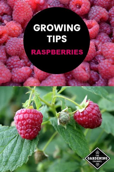 How To Grow Your Own Raspberries