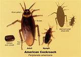 Cockroach Size