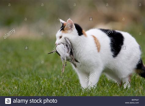 Cat Kills Bird Hi Res Stock Photography And Images Alamy