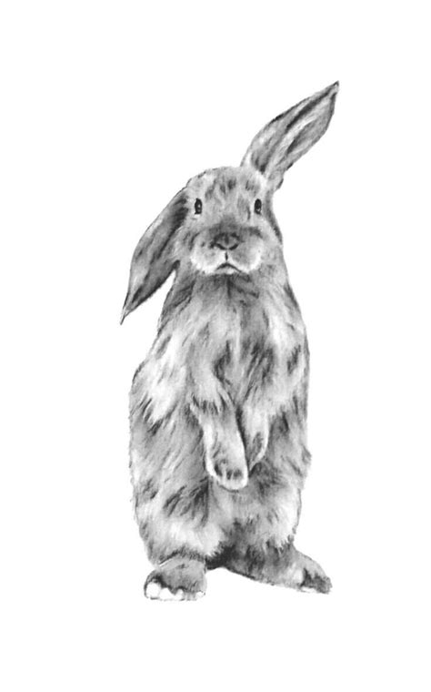 Original Charcoal Bunny Drawing Rabbit Art Bunny Art Rabbit Drawing
