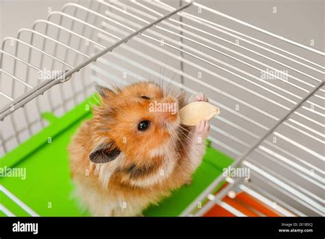 Funny Hamster Eating Seed In Cage Stock Photo Alamy
