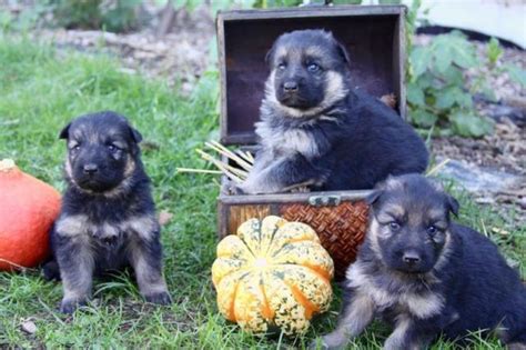Long Haired Pure Breed German Shepherd Puppies For Sale In Vancouver