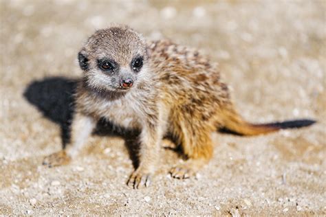 Adorable Meerkat Baby A Really Cute Meerkat Baby In The Su Flickr