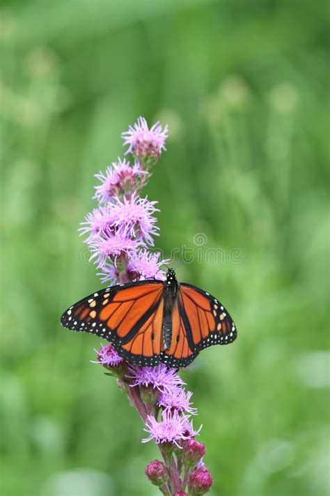 Monarch Butterfly Feeding On Pink Flower Stock Image Image Of Garden
