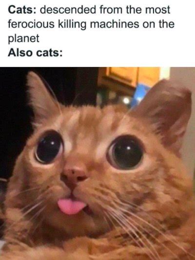 32 Cat Memes That Are Purrfect Gallery Ebaums World