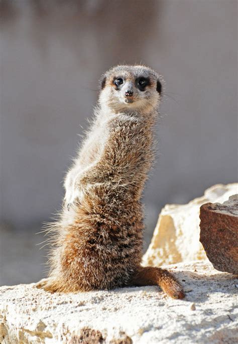 Cute Meerkats Latest Photos Images Funny And Cute Animals