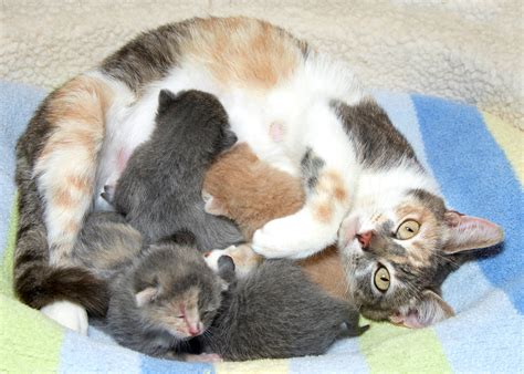 Pregnancy And Delivery In Cats Thecatsite