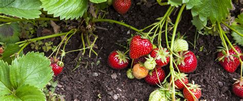Gardening With Allen How To Start A Strawberry Bed