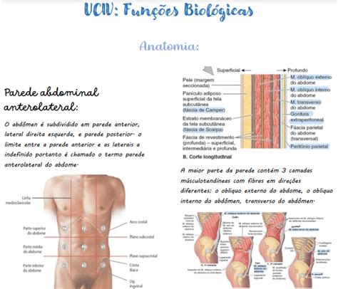 Anatomia Parede Abdominal Anterolateral E Hérnias Res Academy