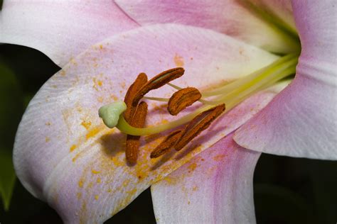 Lilly Androecium And Gynoecium Interesting Details Of A Li Flickr