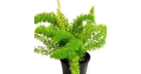 Foxtail Fern Png png image