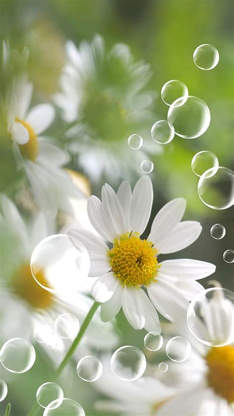 Daisy Bubbles Flower Flowers Green Nature White Daisy Hd Phone