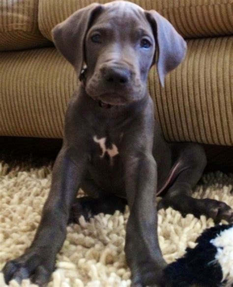 Pin By Kyra Transtrum On Home Sweet Home Dane Puppies Great Dane