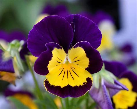 Purple And Yellow Flowers Together Purple And Yellow Flowers From A