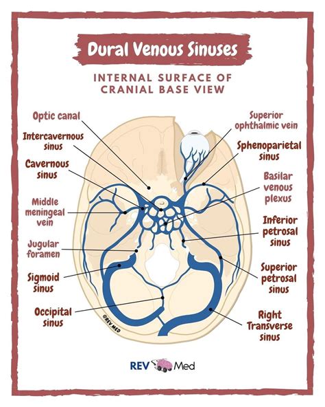 Anatomy And Function Of The Dural Venous Sinuses Medical Library My